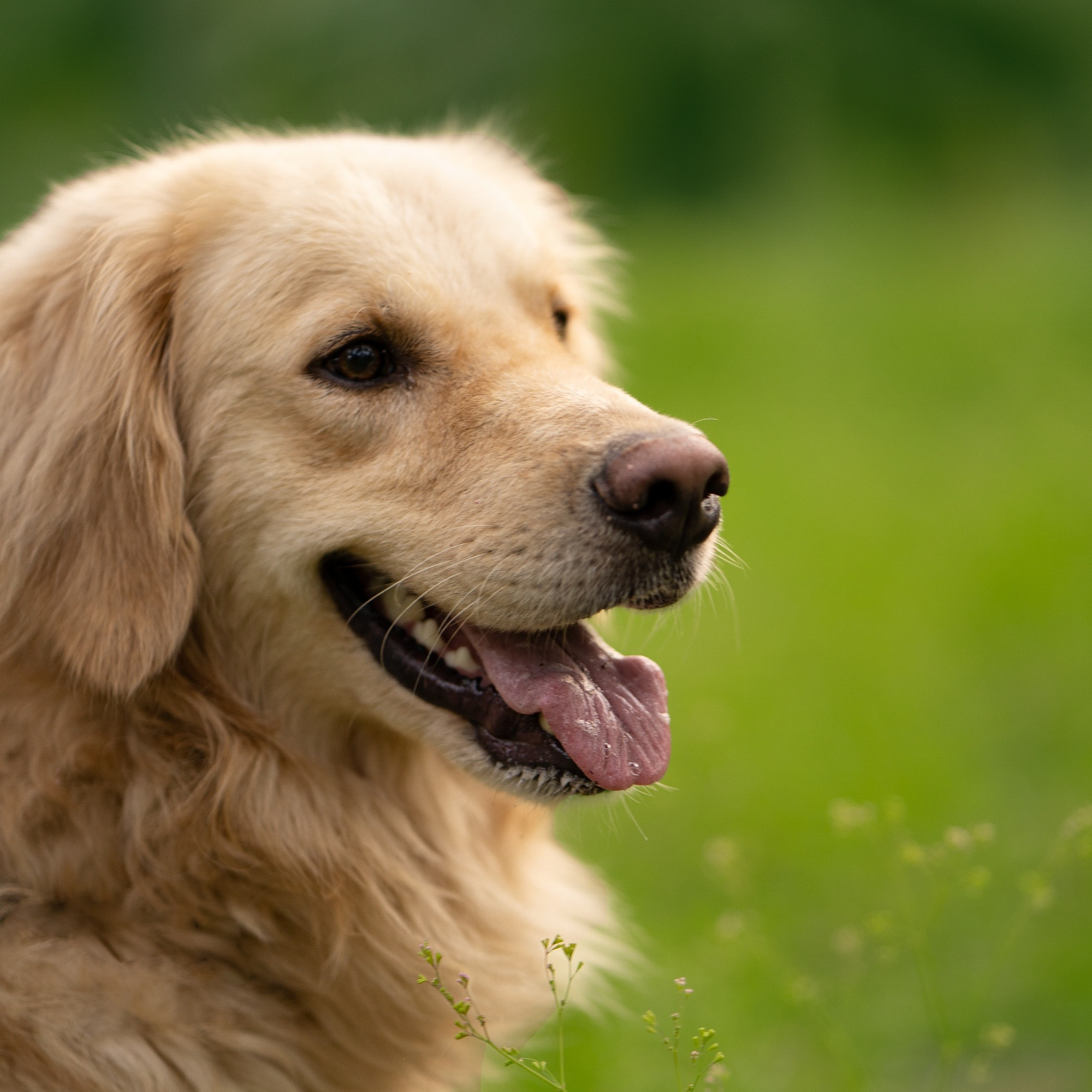Golden retriever smiling