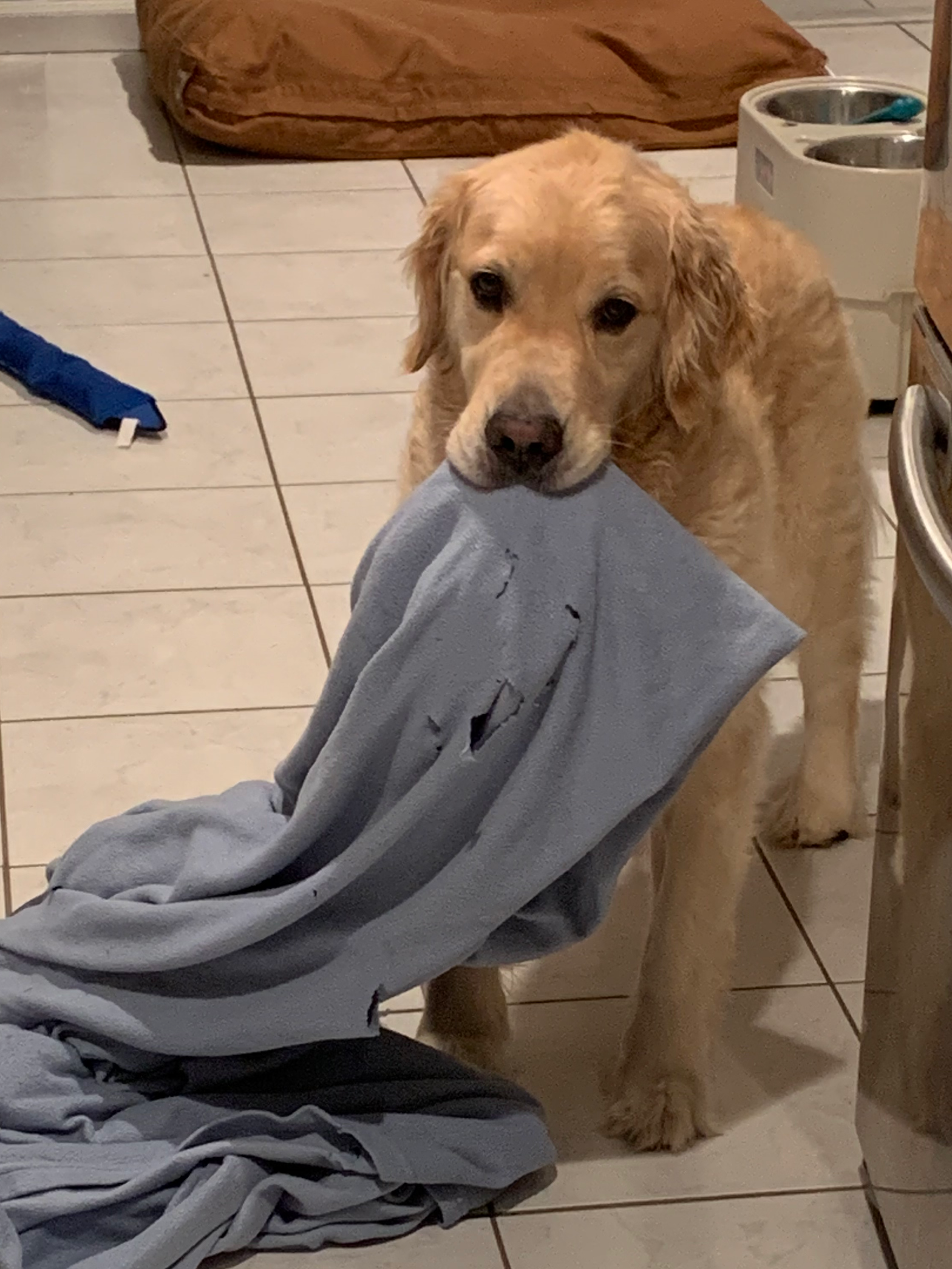 Golden Retriever cozy on the couch